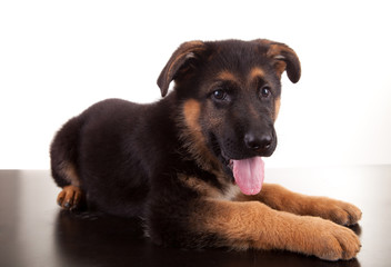 German Shepherd dog