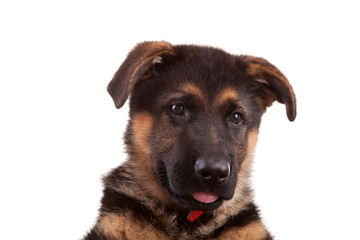 German Shepherd dog