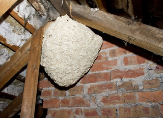 Large wasp nest hanging in dark loft space