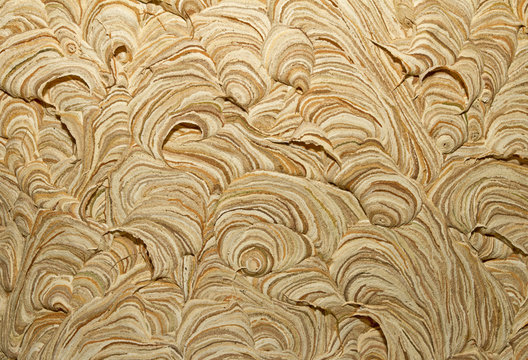 Close up image of wasp nest