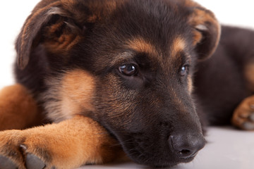 German Shepherd dog