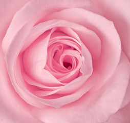 Close up image of single pink rose