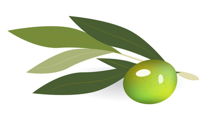 green olives on branch with leaves