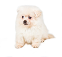 Pomeranian Spitz puppy on a white background