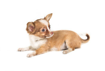chihuahua puppy (3 months) in front of a white background