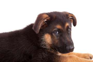 German Shepherd dog