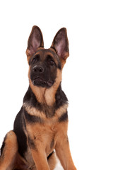 German Shepherd dog