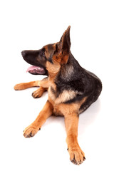 German Shepherd dog