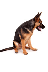 German Shepherd dog