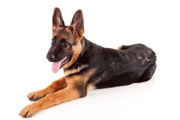 German Shepherd dog