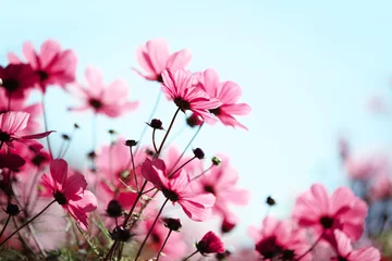 Fotobehang Spring flower © Li Ding