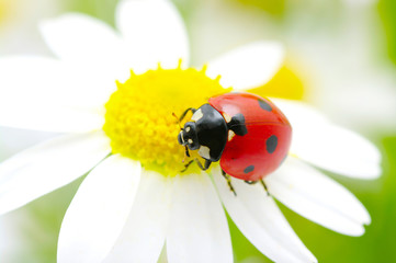 ladybug