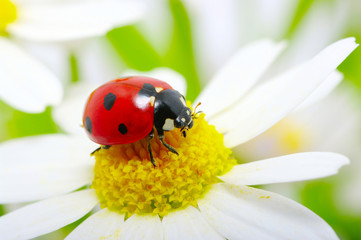 ladybug