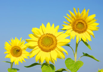 Obraz premium sunflowers