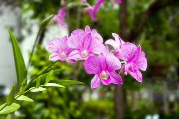 Pink orchid with green leaf
