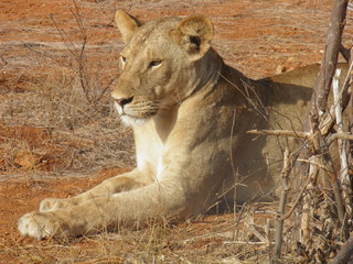 Resting lioness