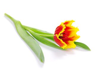 tulip