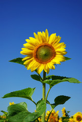 sunflower field