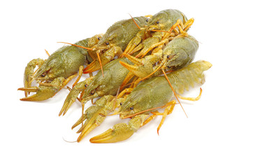 crawfish