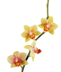 beautiful yellow orchid isolated on white background