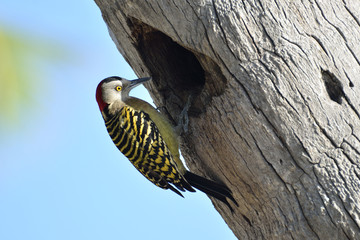Picchio Woodpecker