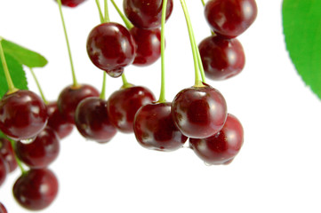 Cherries on white background