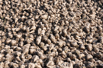 Zuckerrüben