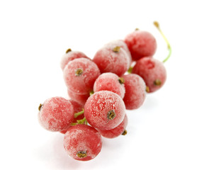 Isolated red currant
