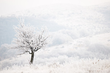 Frozen tree in cold winter