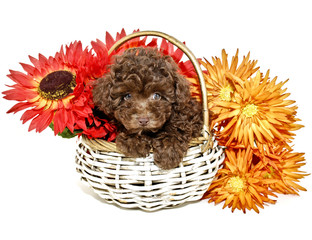 Chocolate Poodle
