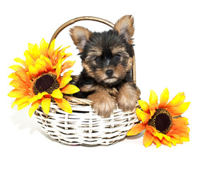Yorkie Puppy