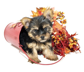 Yorkie Puppy