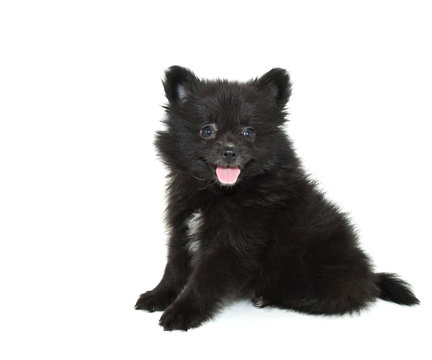 Black Pomeranian Puppy