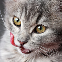 Kitten licking lips - 38172347