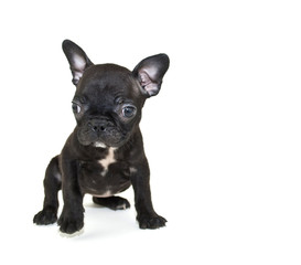 French Bulldog Puppy