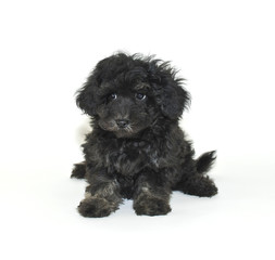 Malti-Poo Puppy with a  Sad Face