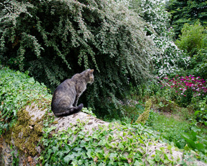 Katze auf Mauer