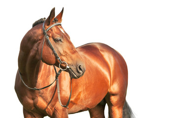 beautiful prizer Trakehner stallion isolated on white