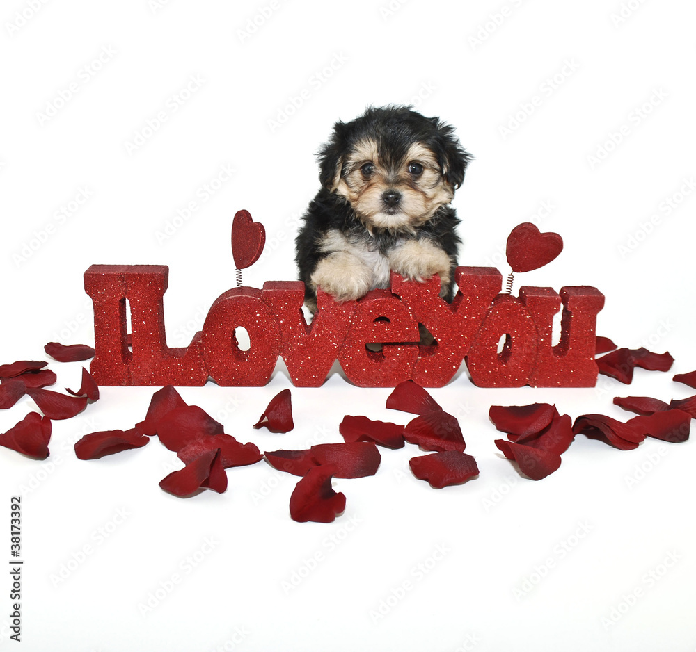 Sticker i love you yorkie-poo puppy