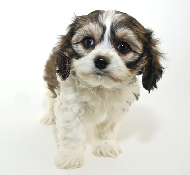 Cute Cavachon Puppy