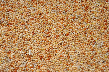 Vogelfutter, Wellensittichfutter