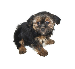 Morkie Puppy