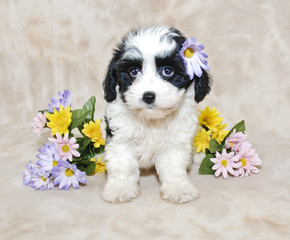 Fototapeta premium Cavachon Puppy