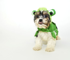 Cavachon Puppy in a Frog Costume