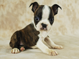 Fototapeta premium Brindle Boston Puppy