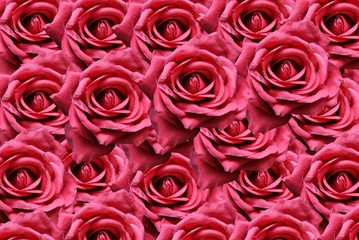 Sfondo di Rose