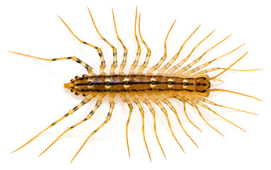 Centipede