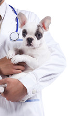 Vet holding a Boston Terrier dog