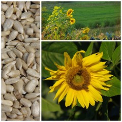 Sunflower, collage