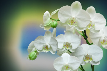 Closeup of orchid flower